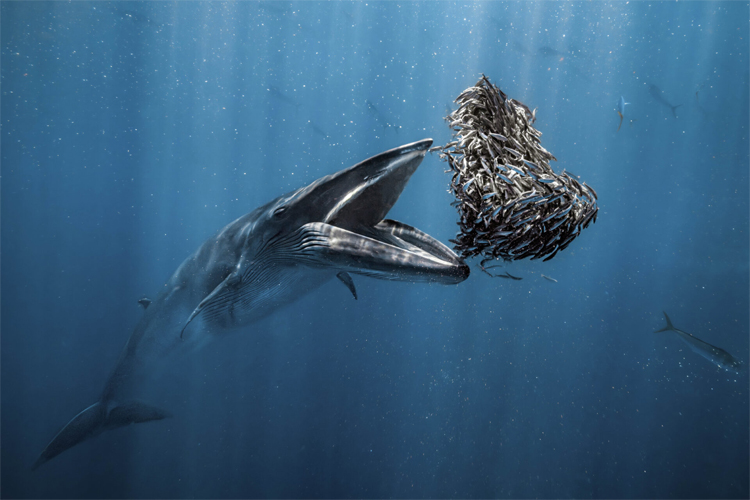 Rafael Fernandez Caballero: a Bryde’s whale takes a bite in the waters of Baja California Sur, Mexico | Photo: Rafael Fernández Caballero