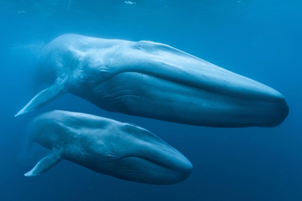 blue whale diver