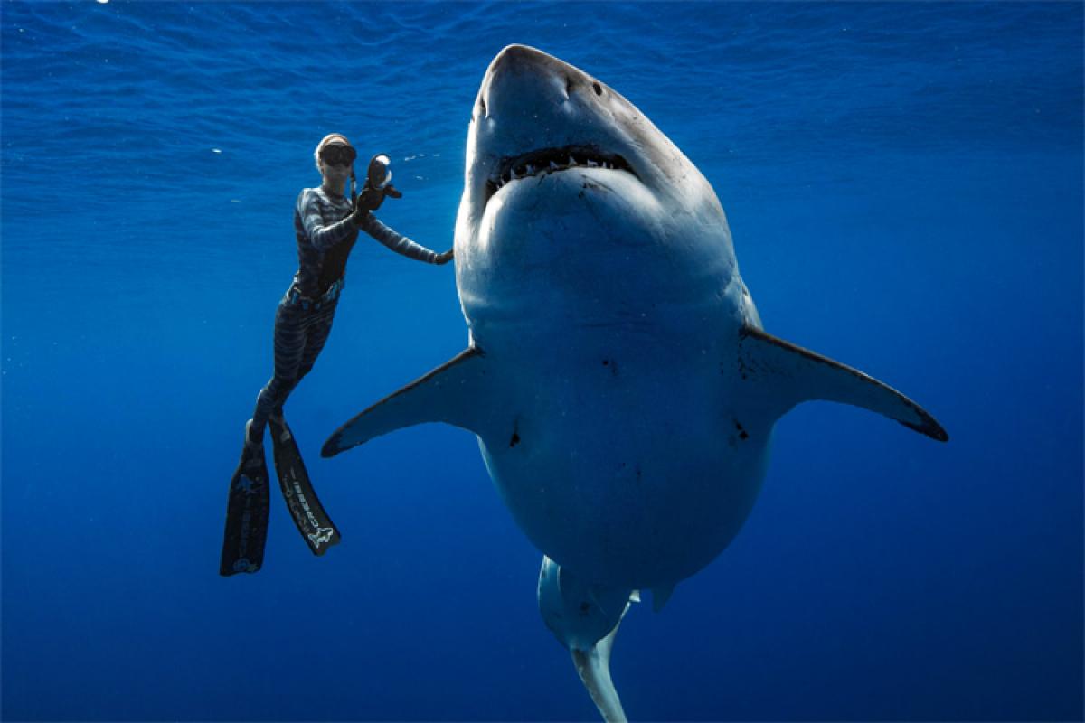 picture of deep blue shark
