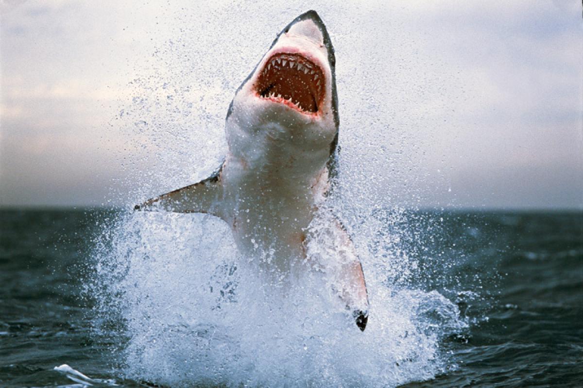australia shark attack game