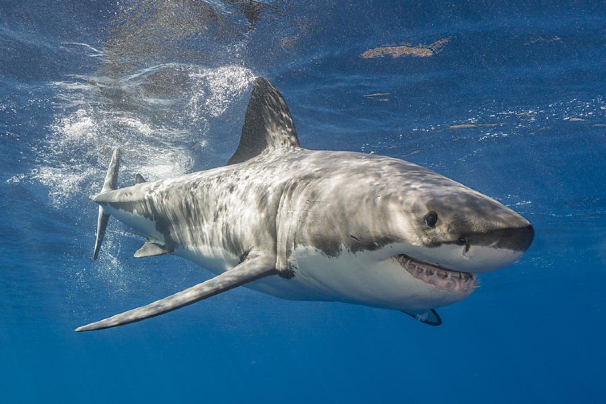 Great White Shark Sex Porn - Great white shark: things you didn't know about the ocean predator