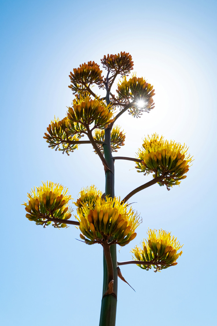 Agave: the taller species can reach 40 feet | Photo: Creative Commons