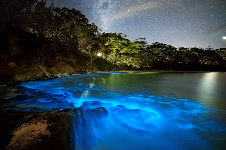 Sea sparkles; a bioluminescent algae turning the surf light blue