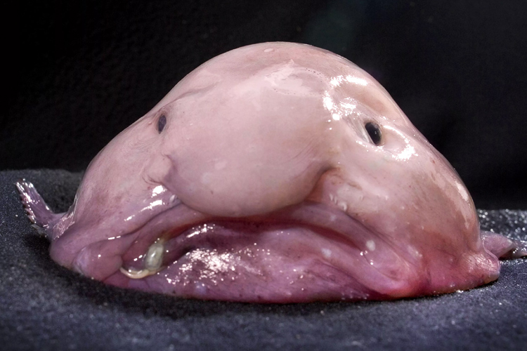 🐾Obscure Animal Of The Day🐾 on X: Today's obscure animal of the day is  the healthy blobfish! These are a deep sea fish found in coasts of  Australia, Tasmania, & New Zealand.