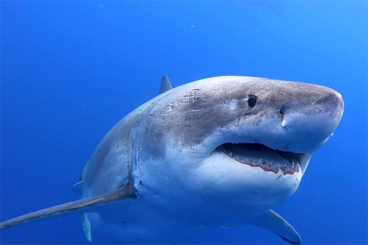 First-ever footage of newborn great white shark released - ABC News