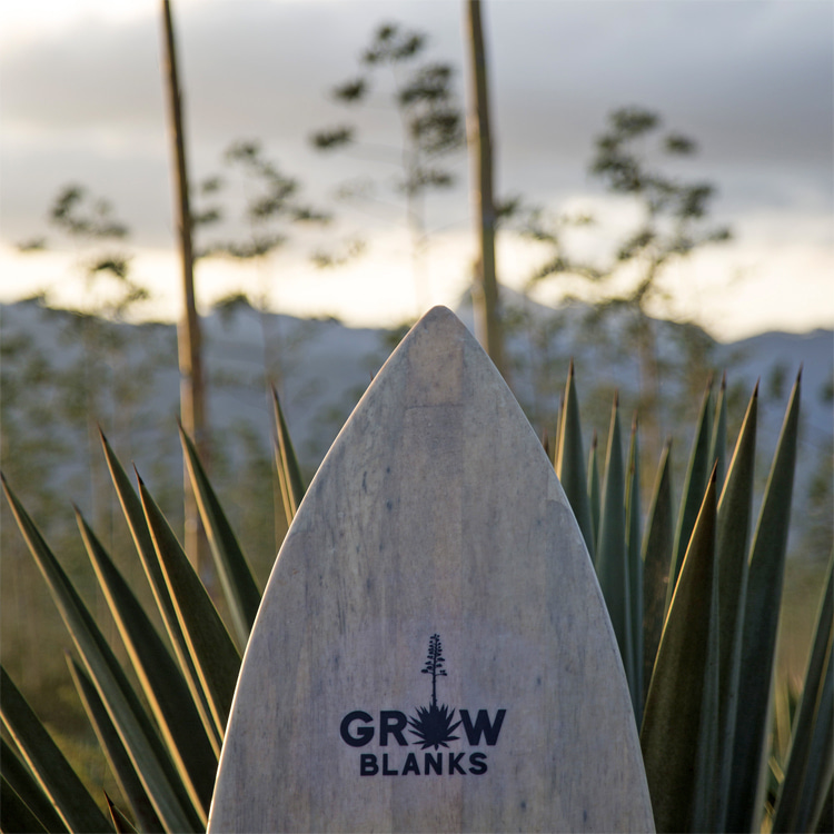 Grow Blanks: producing surfboard blanks made from agave in Kenya | Photo: Grow Blanks