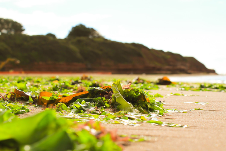 Algae: the smell of kelp and seaweed is part of any surfer's olfactory system | Photo: Shutterstock