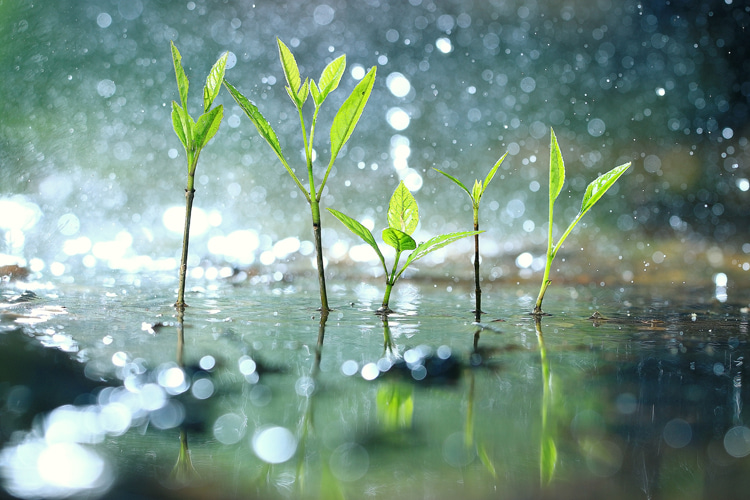 Petrichor The Scent Of The Earth After It Rains