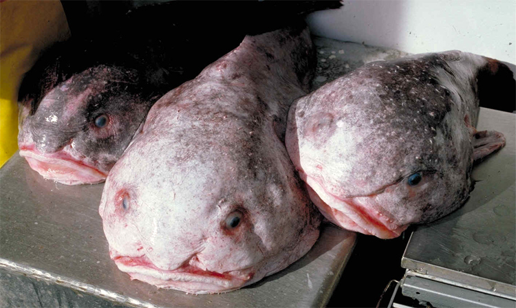 Can someone help me understand the physics of that blobfish photo? Why  would a fish turn to jelly simply because it used to be in a high-pressure  environment? - Quora
