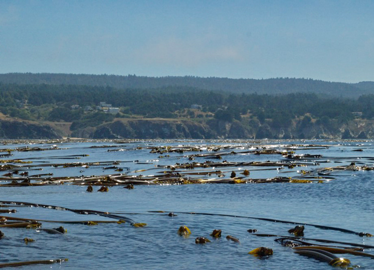 Bull kelp forest at Saunders Reef, Mendocino County, California | Photo: Grossman/California Department of Fish and Wildlife