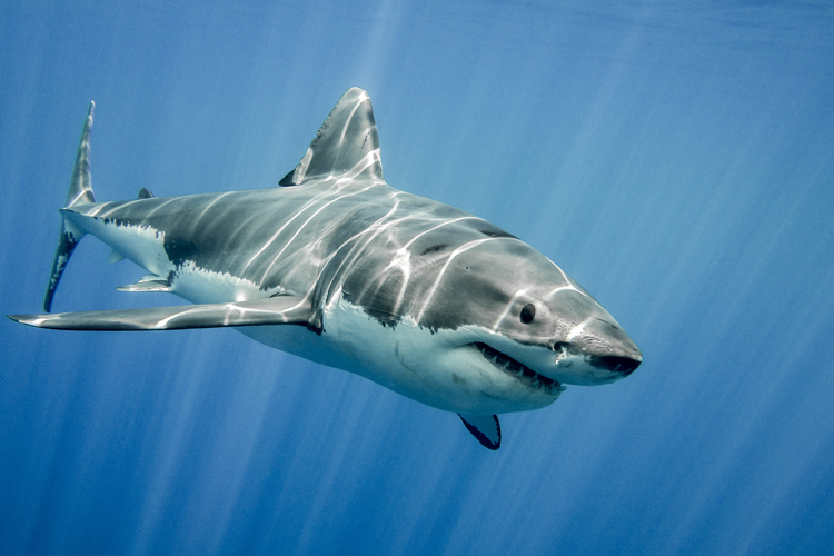 The world's most shark-filled waters
